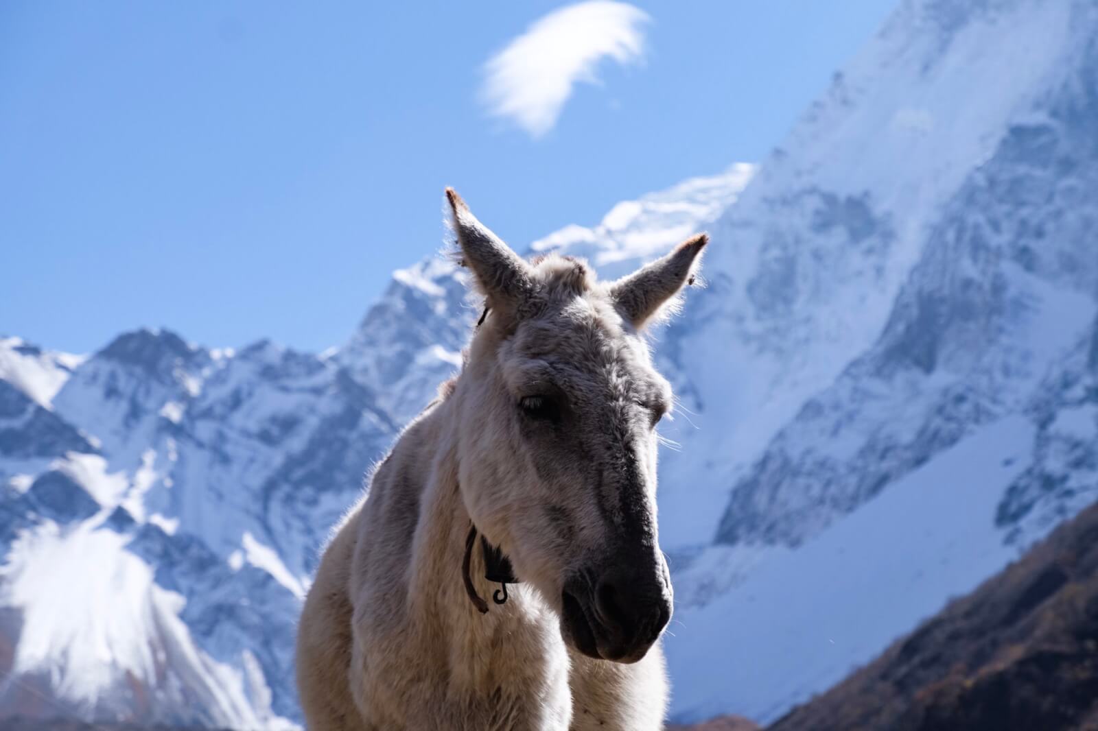 A mule in front of the mountains 