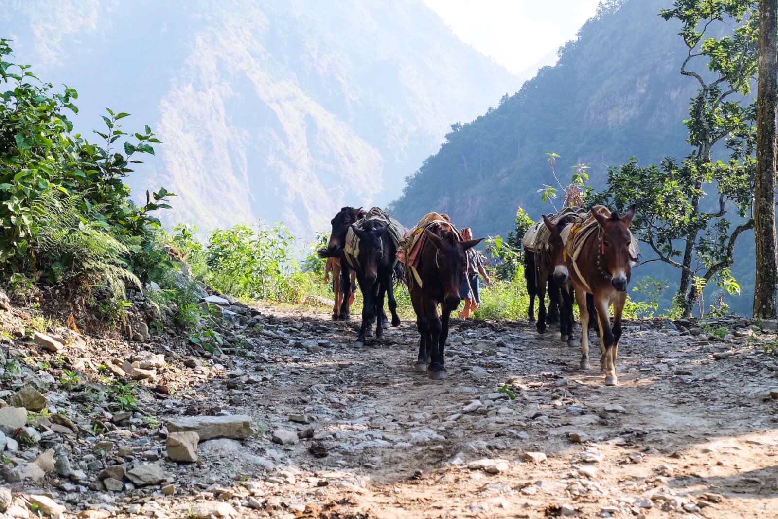 A herd of mules on the Manaslu Circuit
