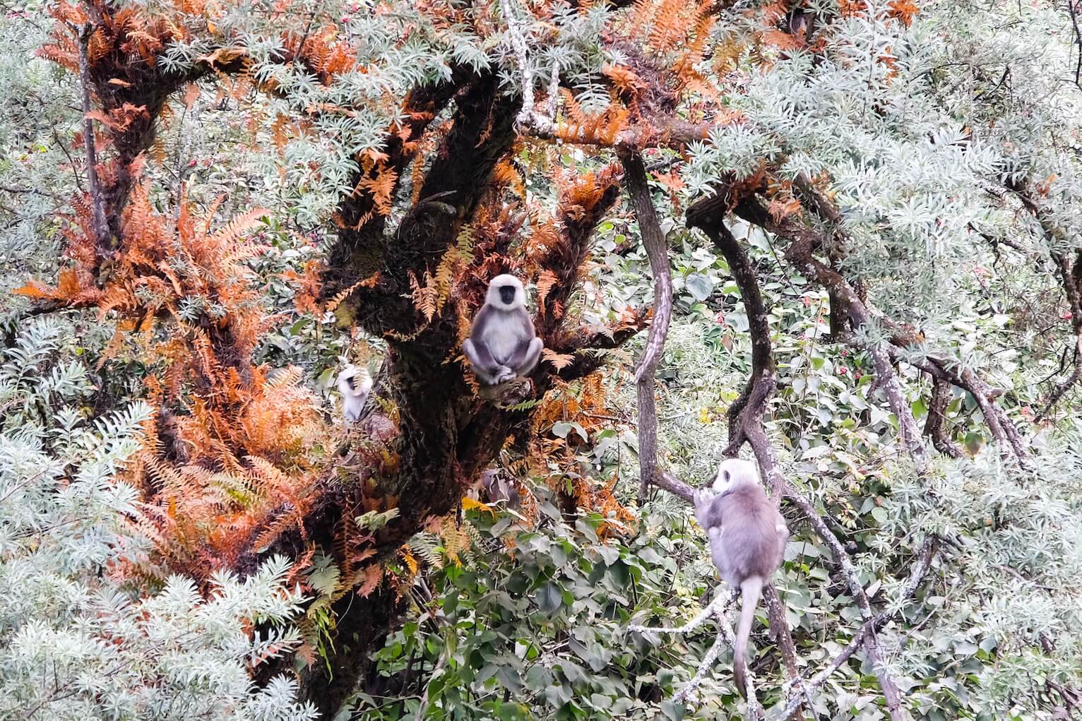 Native monkeys in the trees 