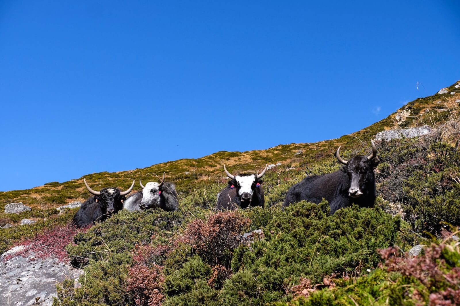 Yaks on the mountain 