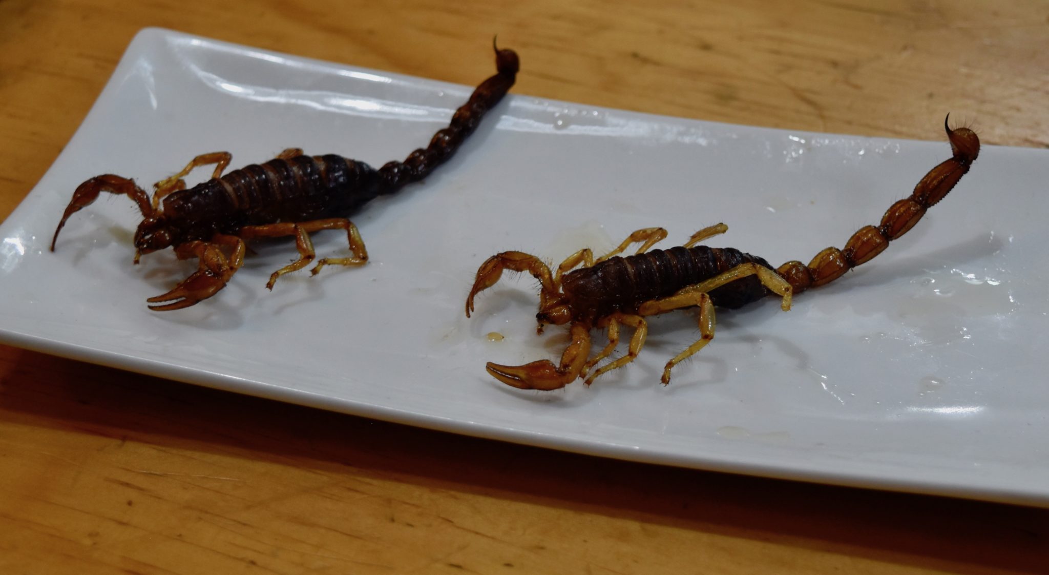 Two scorpions on a plate 