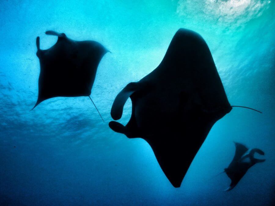 looking up at 3 manta rays from below