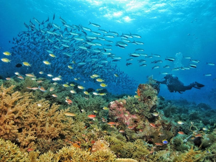 A diver swimming towards a huge school of fish