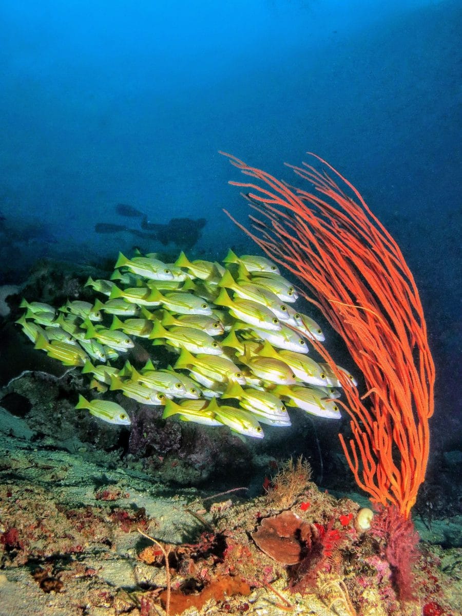 A school of fish swimming through corals 