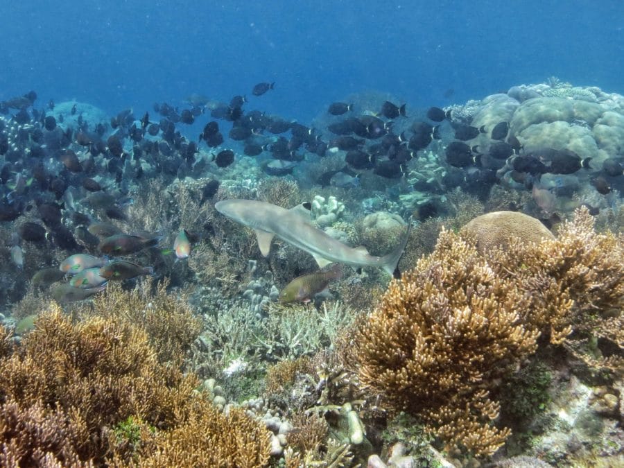 A blacktip reef shark surrounded by fish