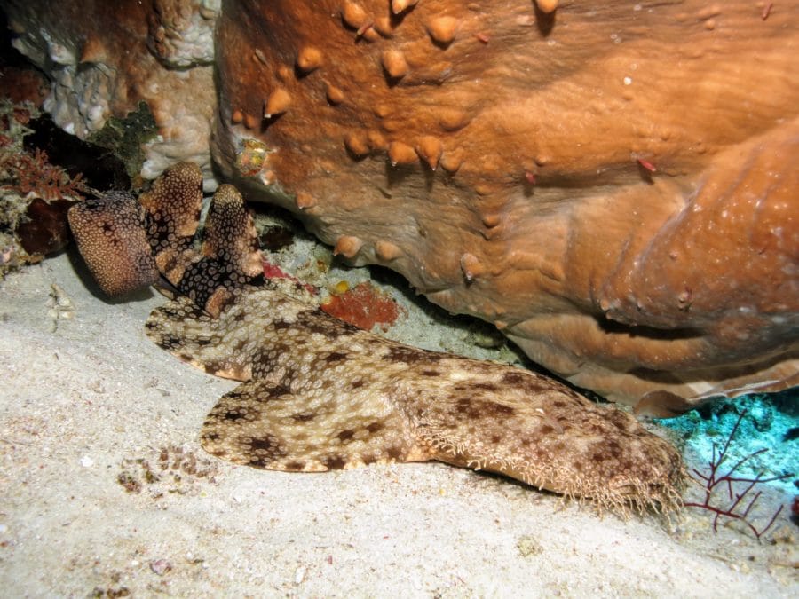 A Tasseled Wobbegong Shark