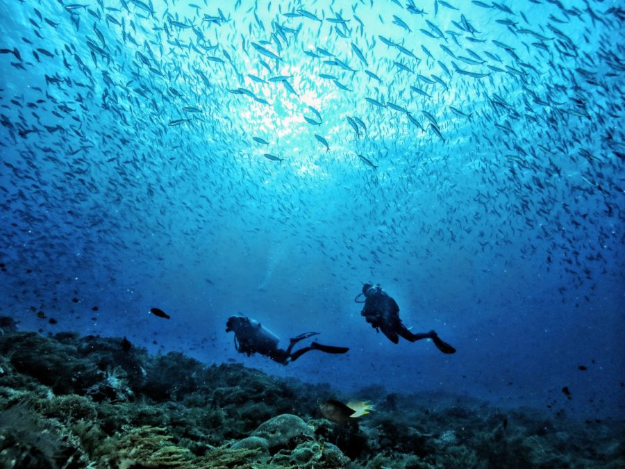 Two divers swimming through hundreds of fish