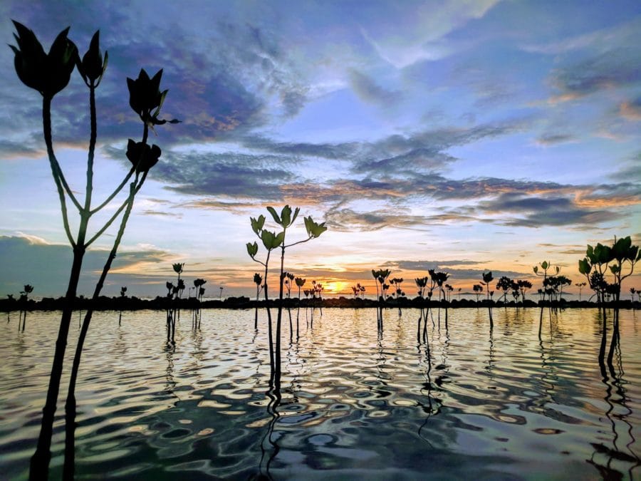 Mangroves growing out of the water in front of a sunset 