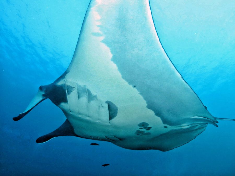 An oceanic manta ray