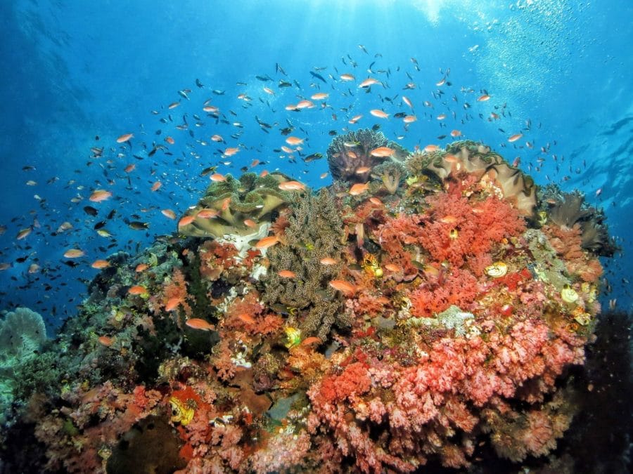 Colourful corals and small fish 