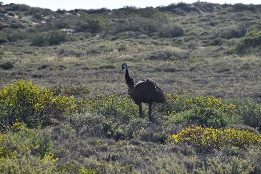 An emu in Cape Range National Park