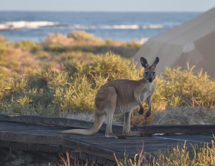 A kangaroo looking towards the camera with the ocean in the background 
