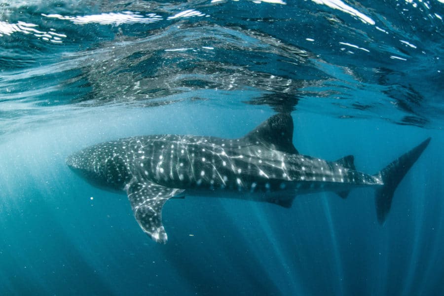 An underwater side view of a whale shark 