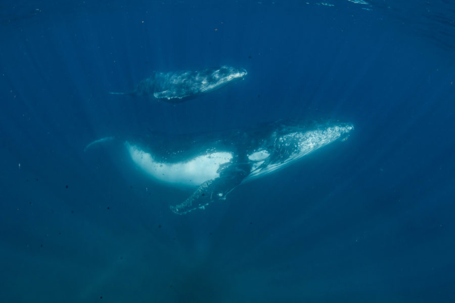A mother and baby humpback whale swimming in the Indian Ocean 