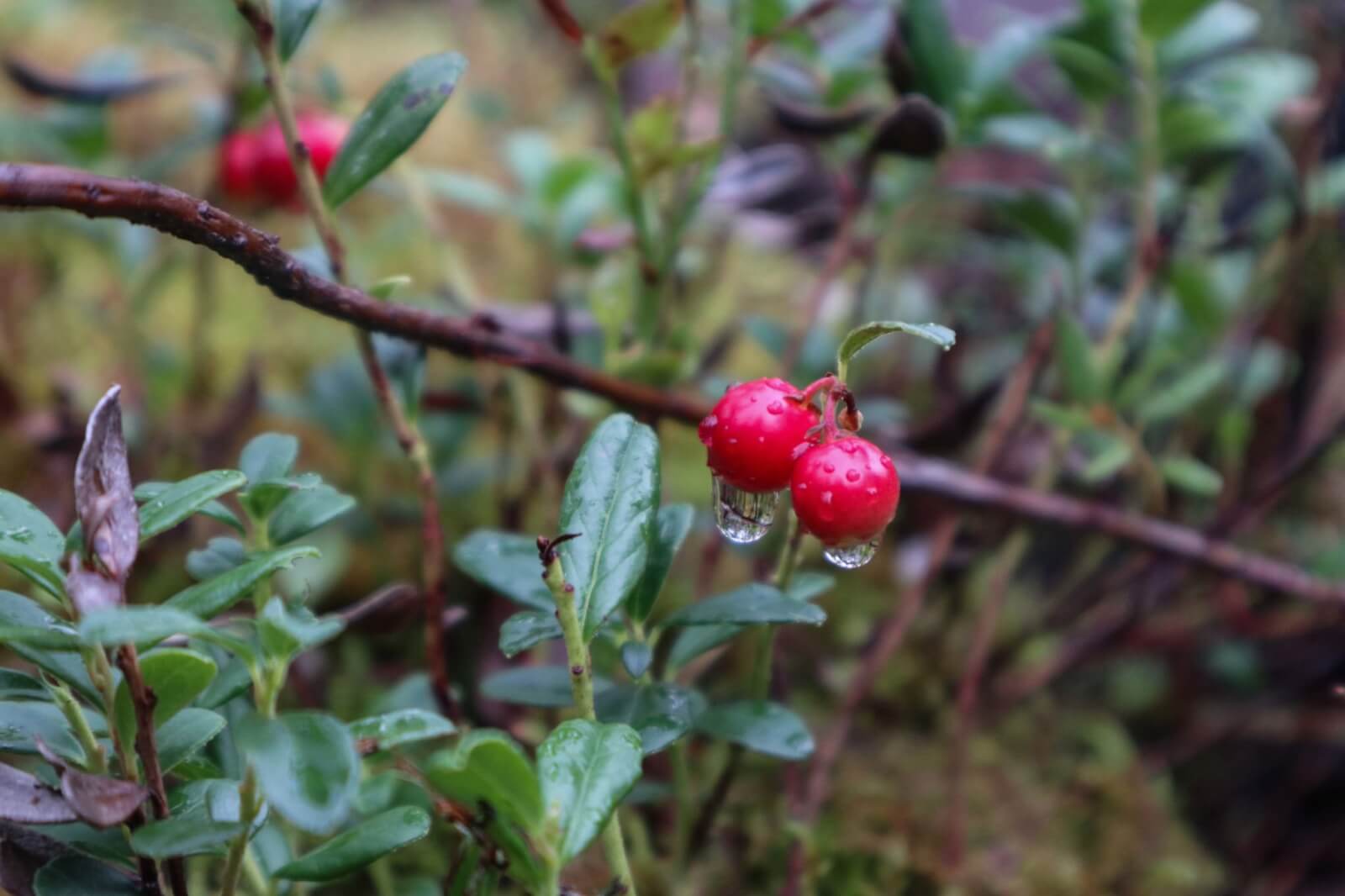 Red berries growing in the forest 