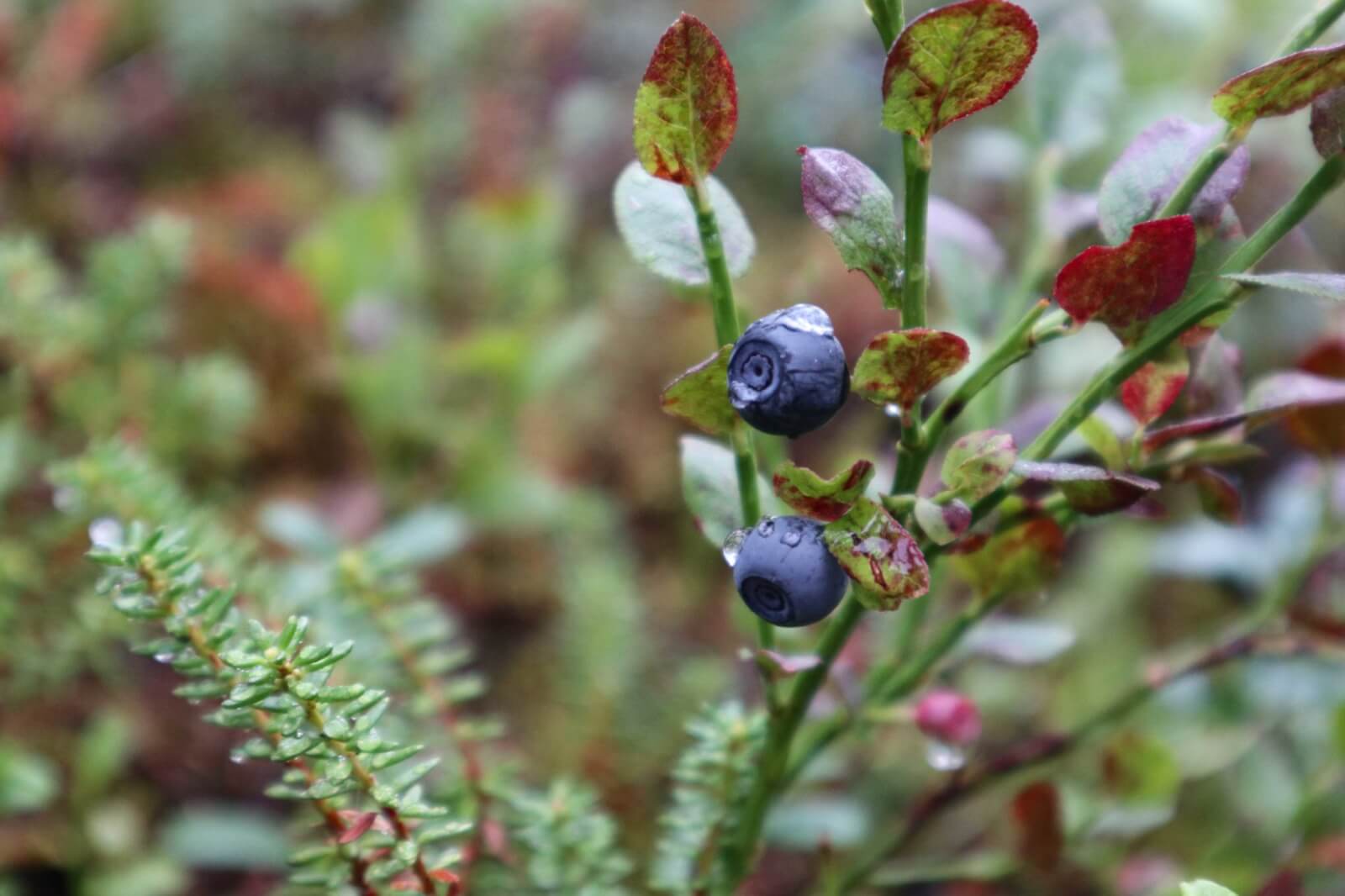 Wild blueberrys with drops of rainwater 