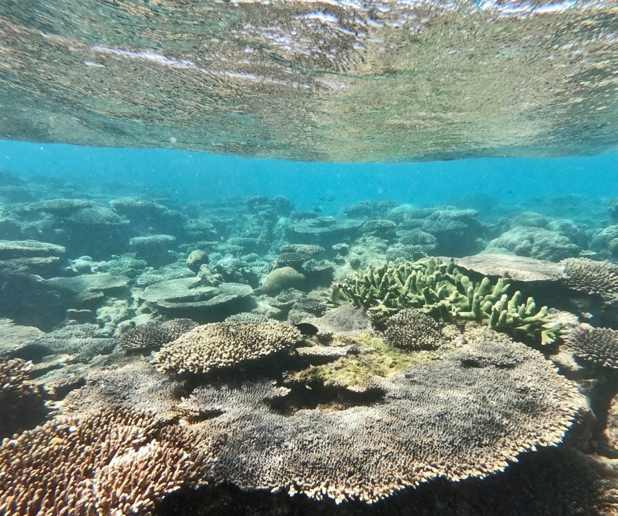 colourful corals on the Ningaloo Reef