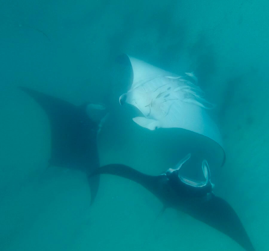 three manta rays swim through the water in the Ningaloo Reef