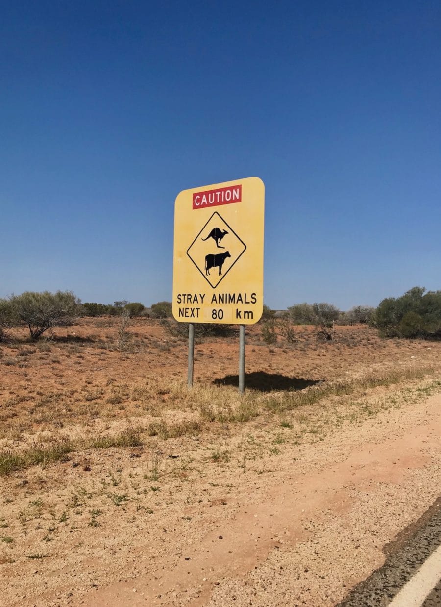 Caution Stray Animal sign in Western Australia