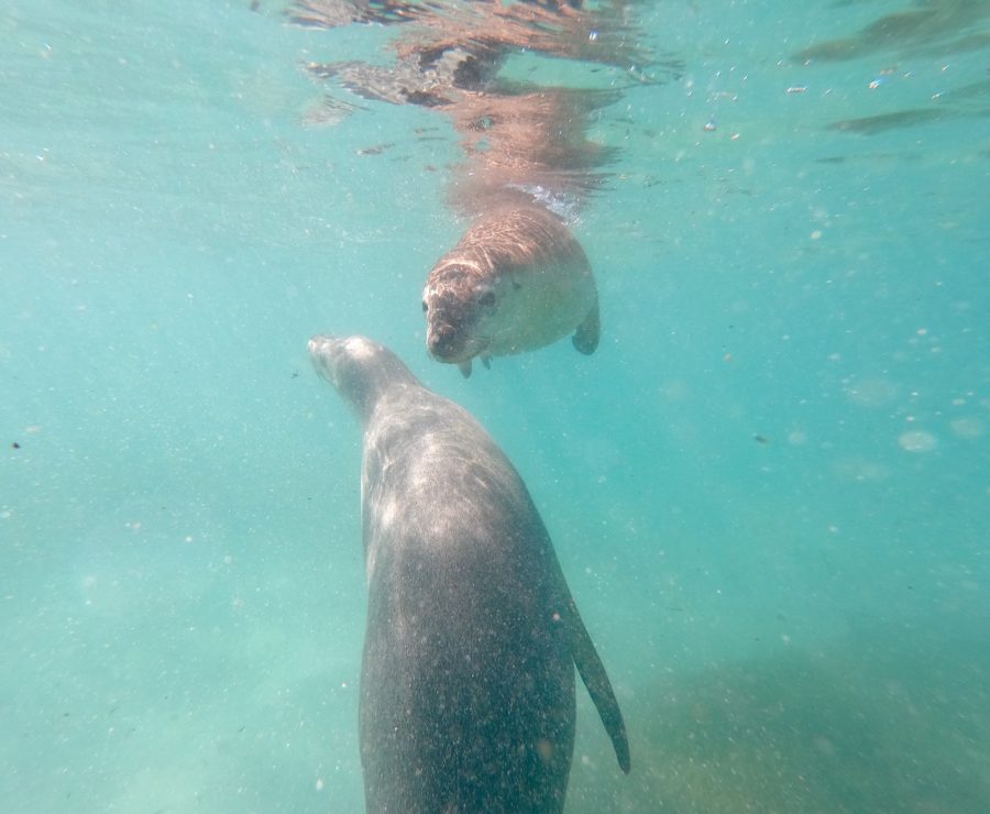 sea lions interacting 