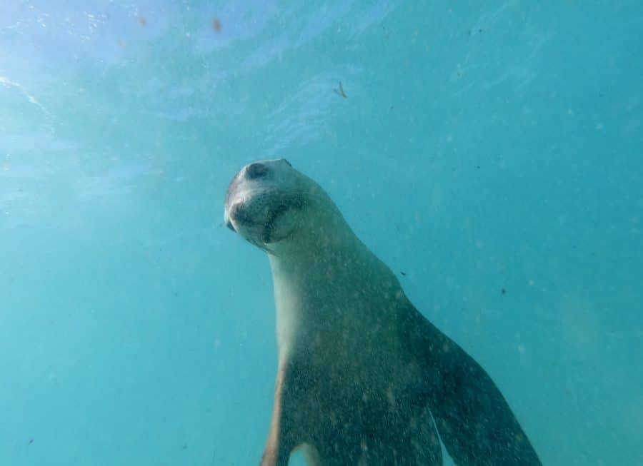 a curious sea lion looking at the camera 