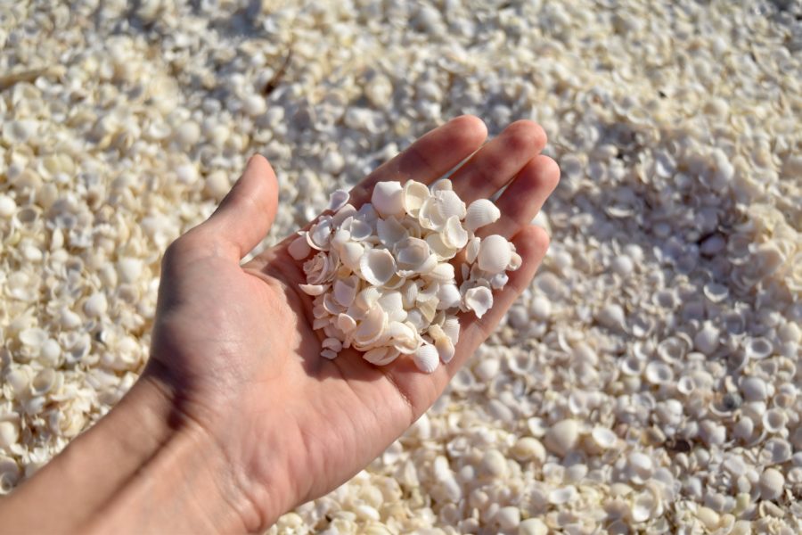 A handful of shells on Shell Beach 
