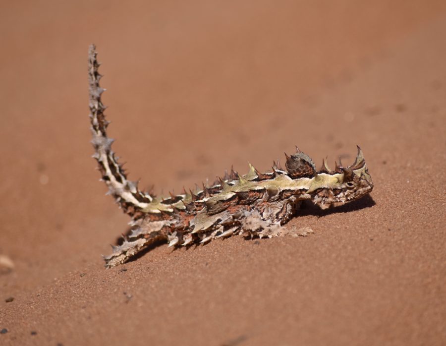 a spiked and colourful thorny dragon 