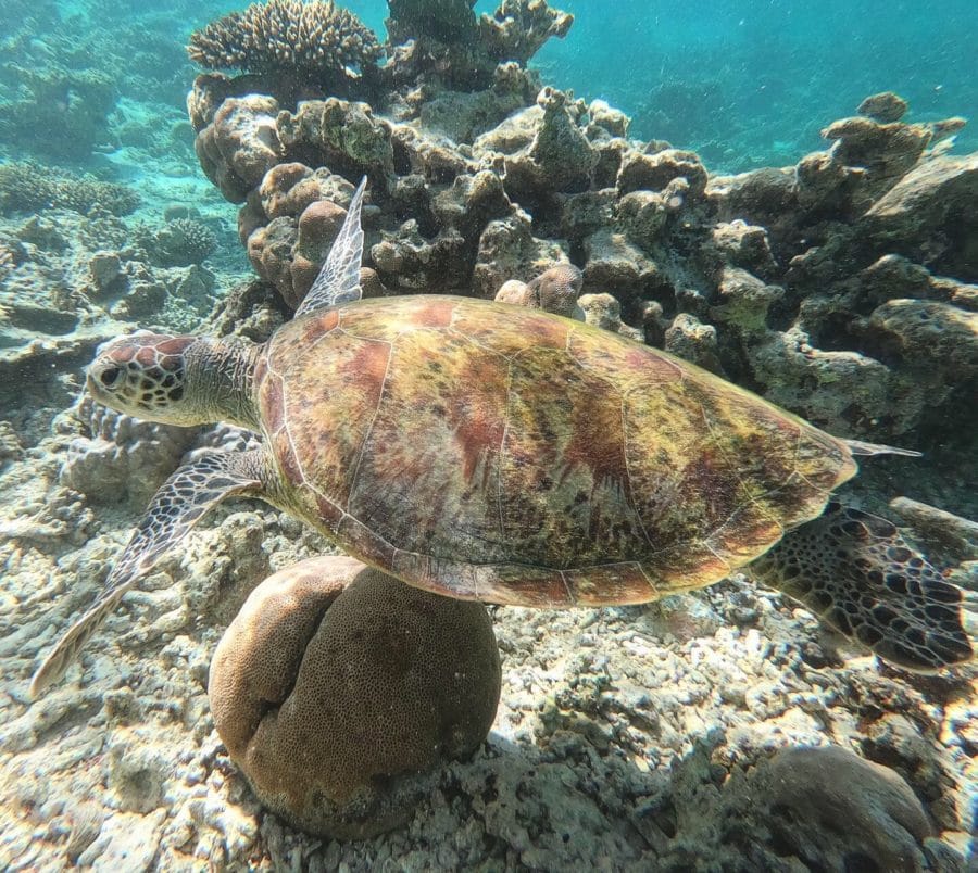 A turtle swimming past corals on the Ningaloo Reef