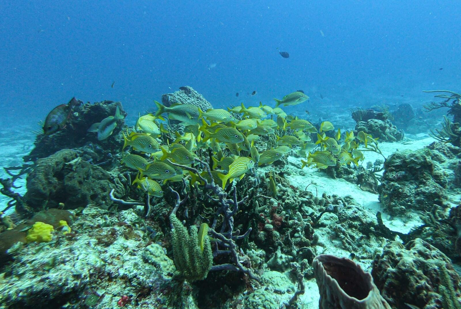 yellow fish and beautiful corals underwater in Cozumel