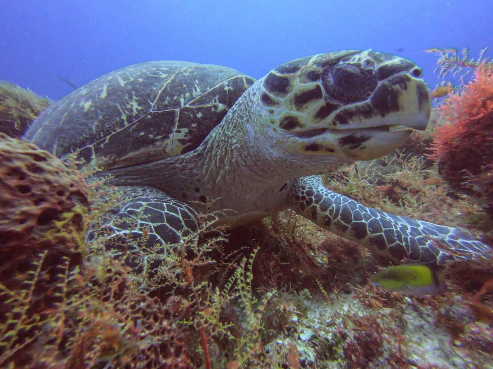 A turtle close up in Cozumel