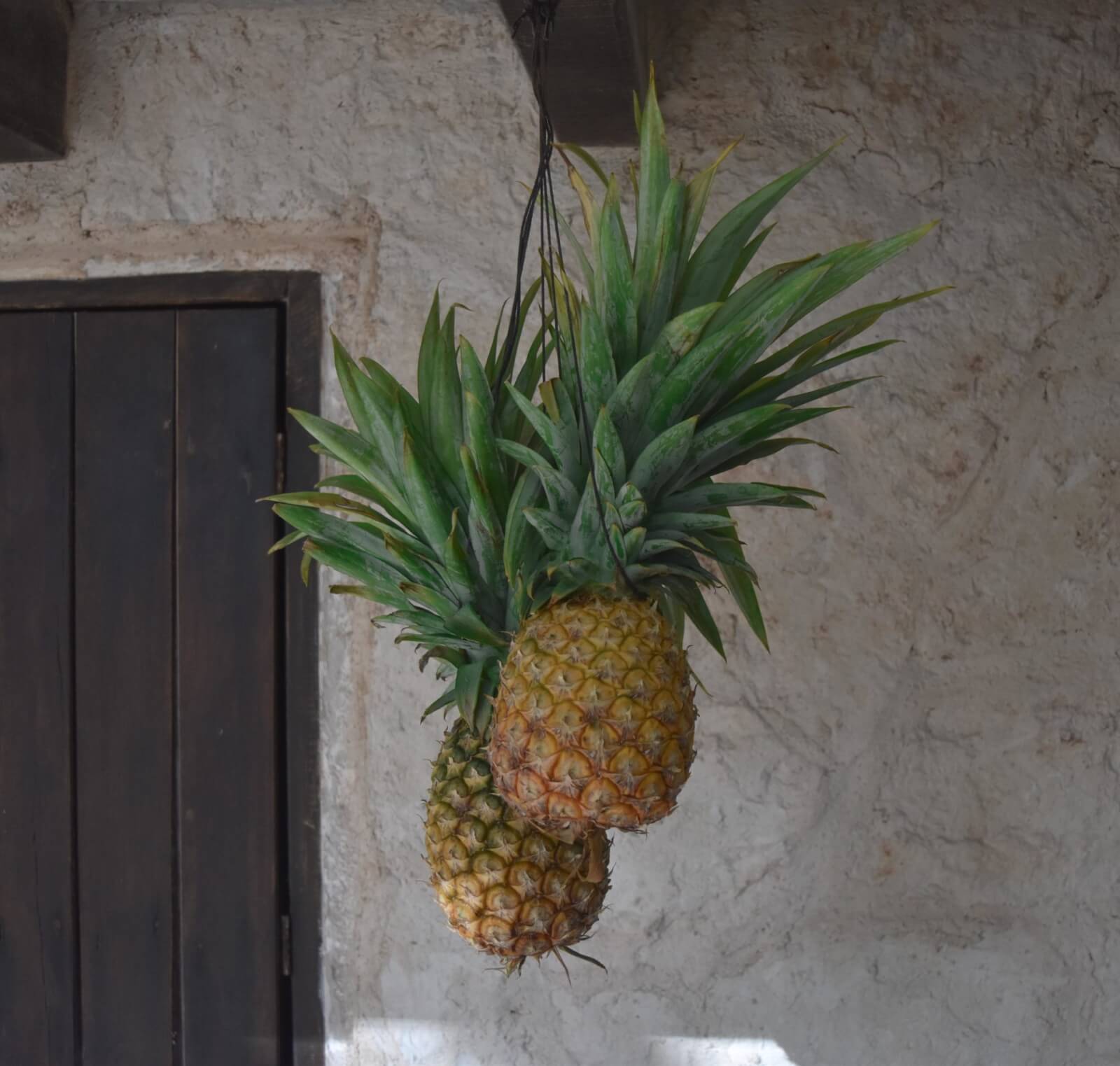 pineapples hanging on a wall 