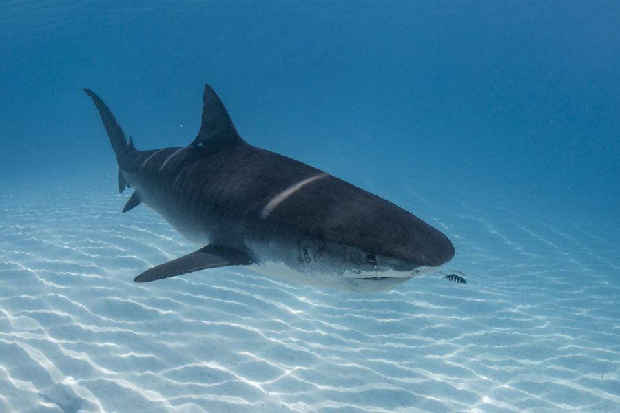 A tiger shark swims towards the camera