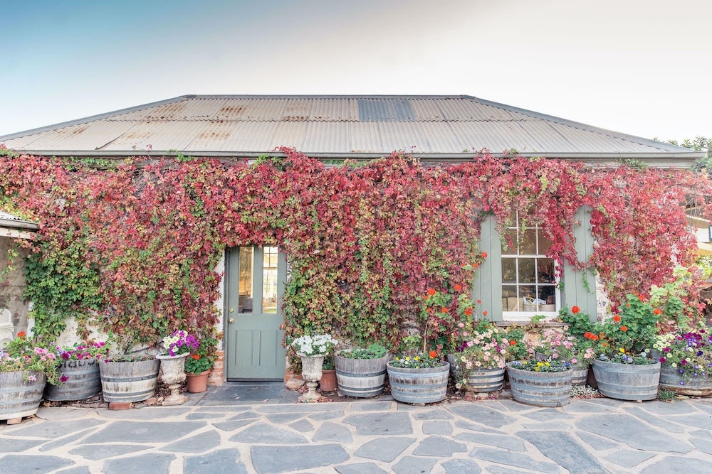 A cottage covered in red and green leaves with flowerpots in front at Coriole Wines 