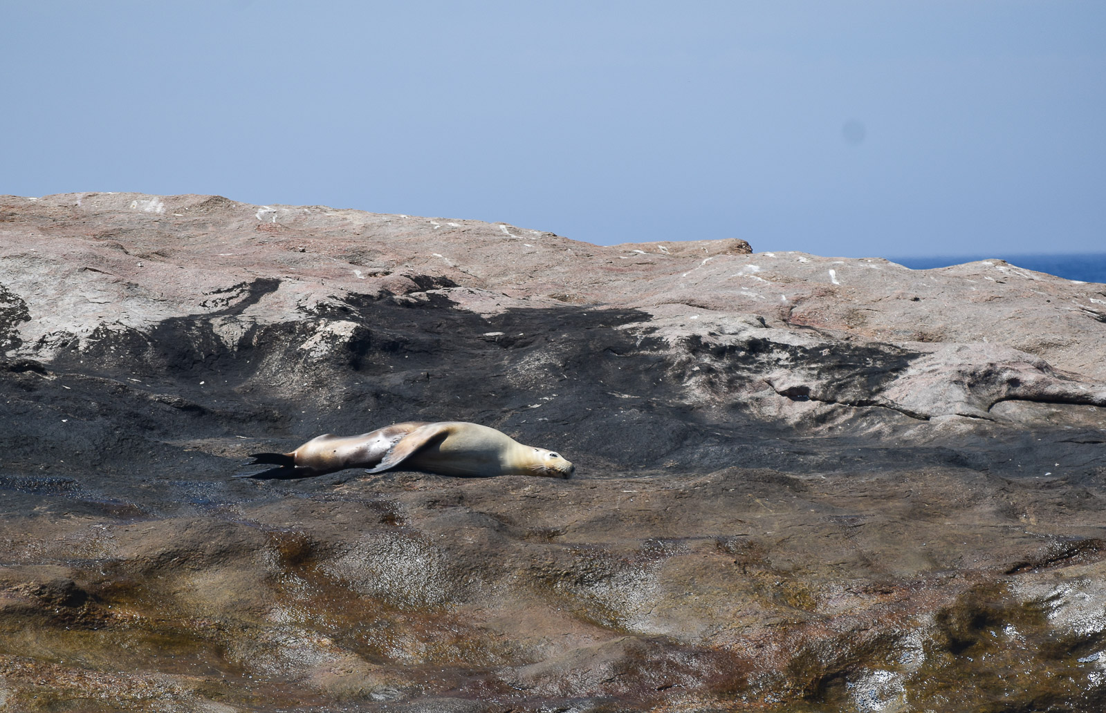 A sea lion relaxing on the rocks near Woody Island