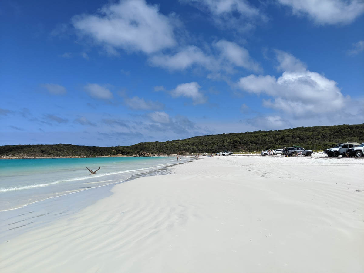 A white sand beach lined with 4WDs and a bird flying over the water 