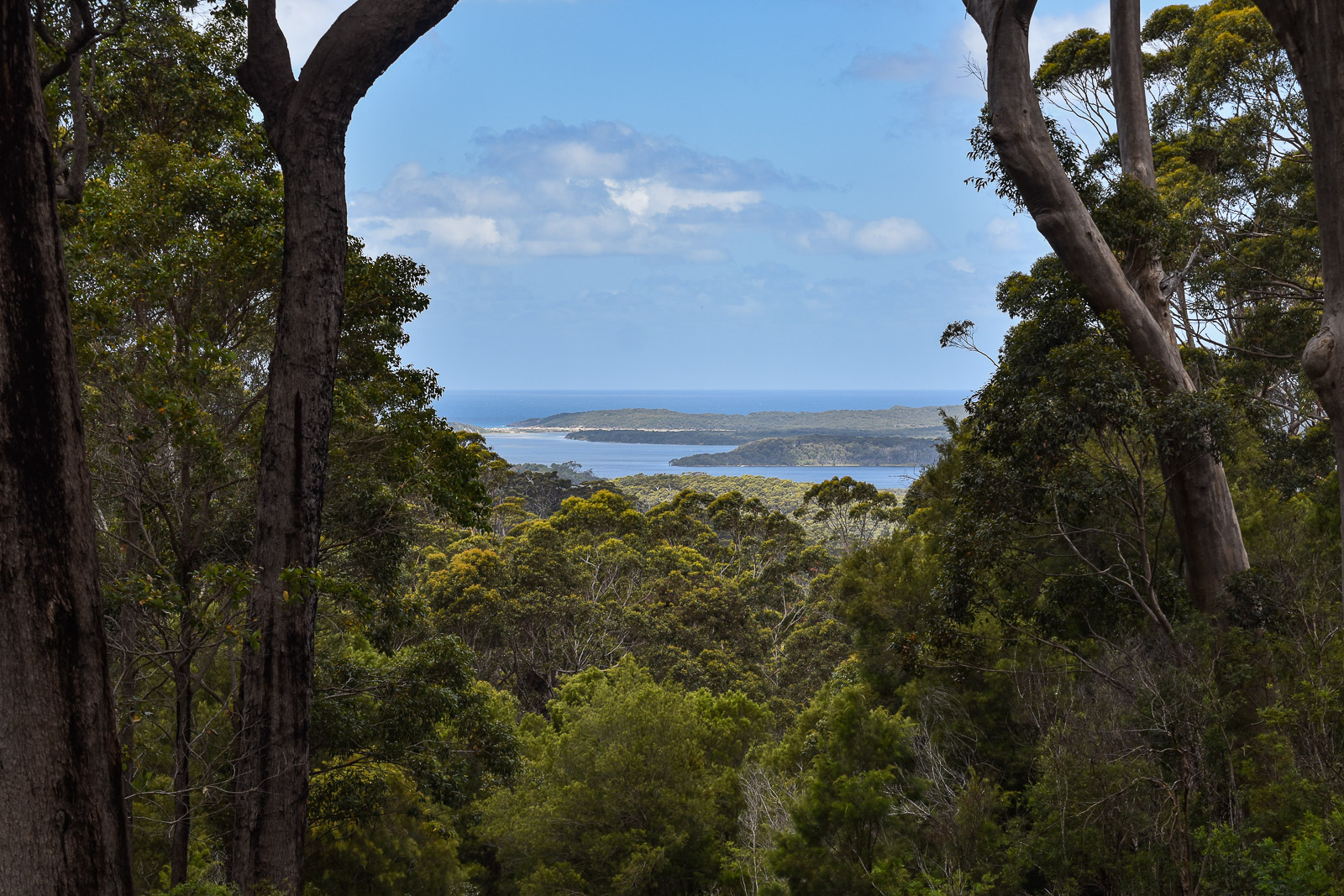 A coastal view framed by trees
