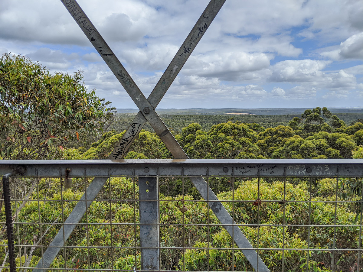 Looking out over the tree tops from the Gloucester Tree lookout