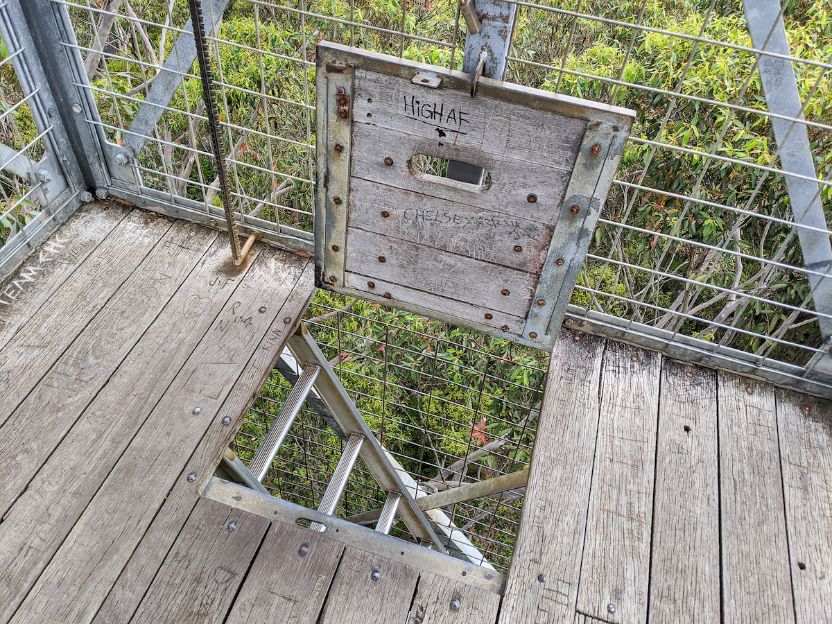 A trapdoor with a ladder below at the top of the Gloucester Tree