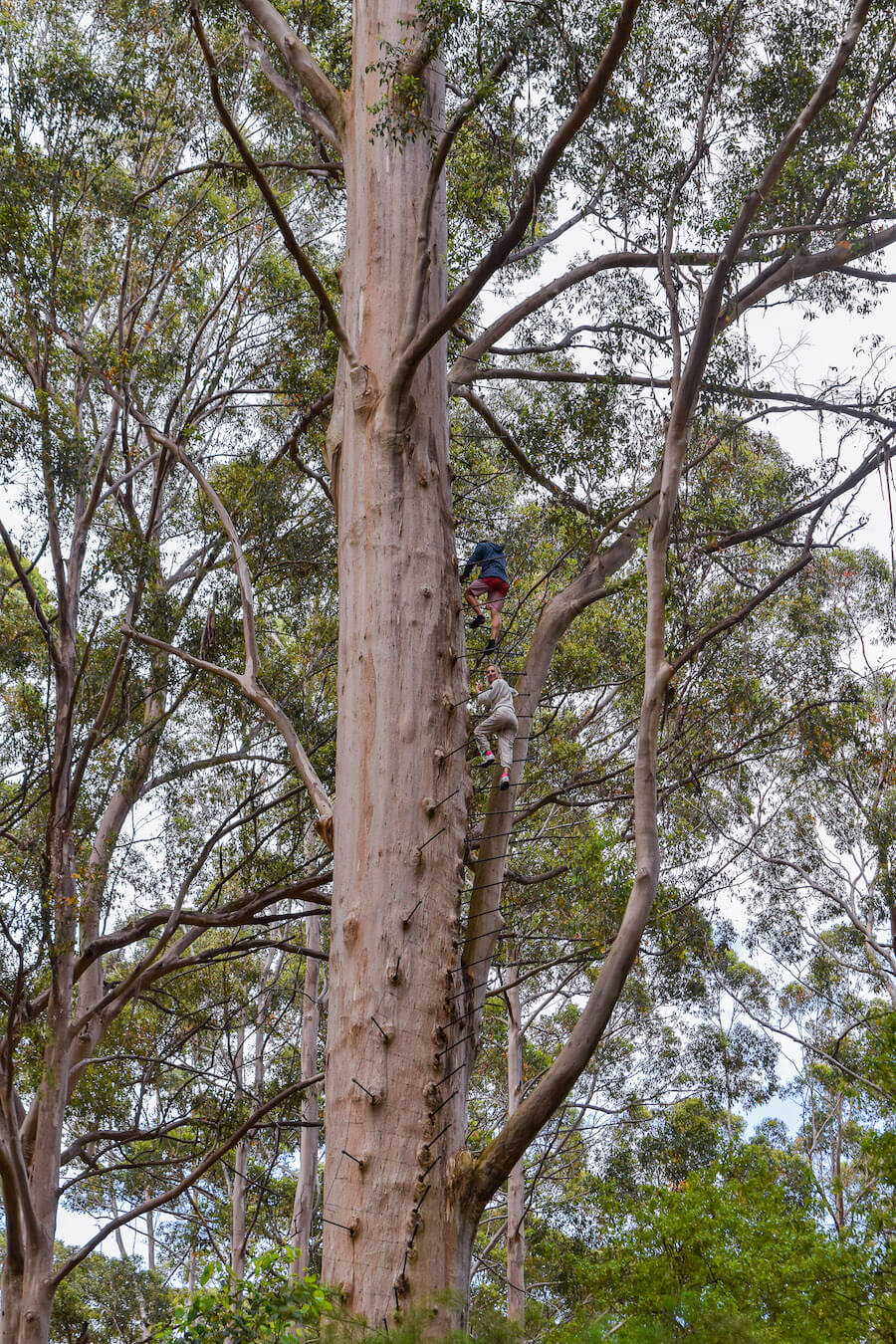 Hayley and Enrico climbing a 73m tall tree