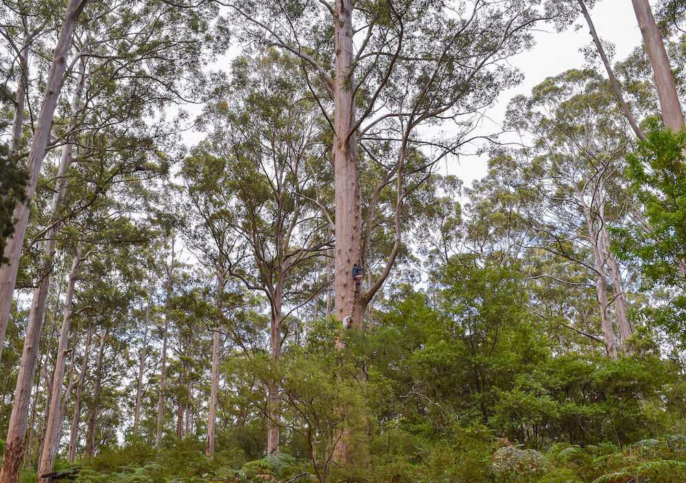 Hayley and Enrico climbing a 73m tall tree