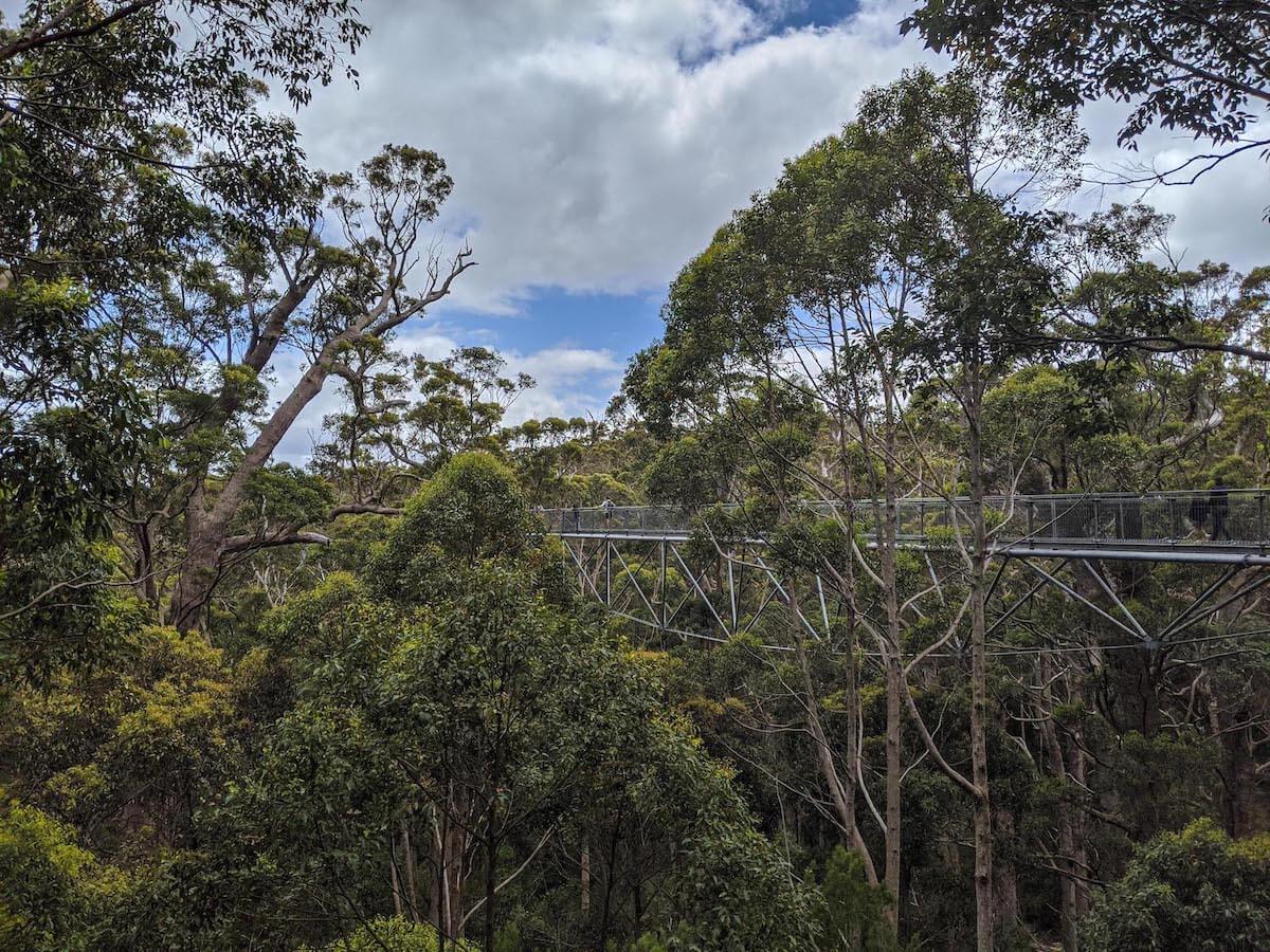 The treetop walk 