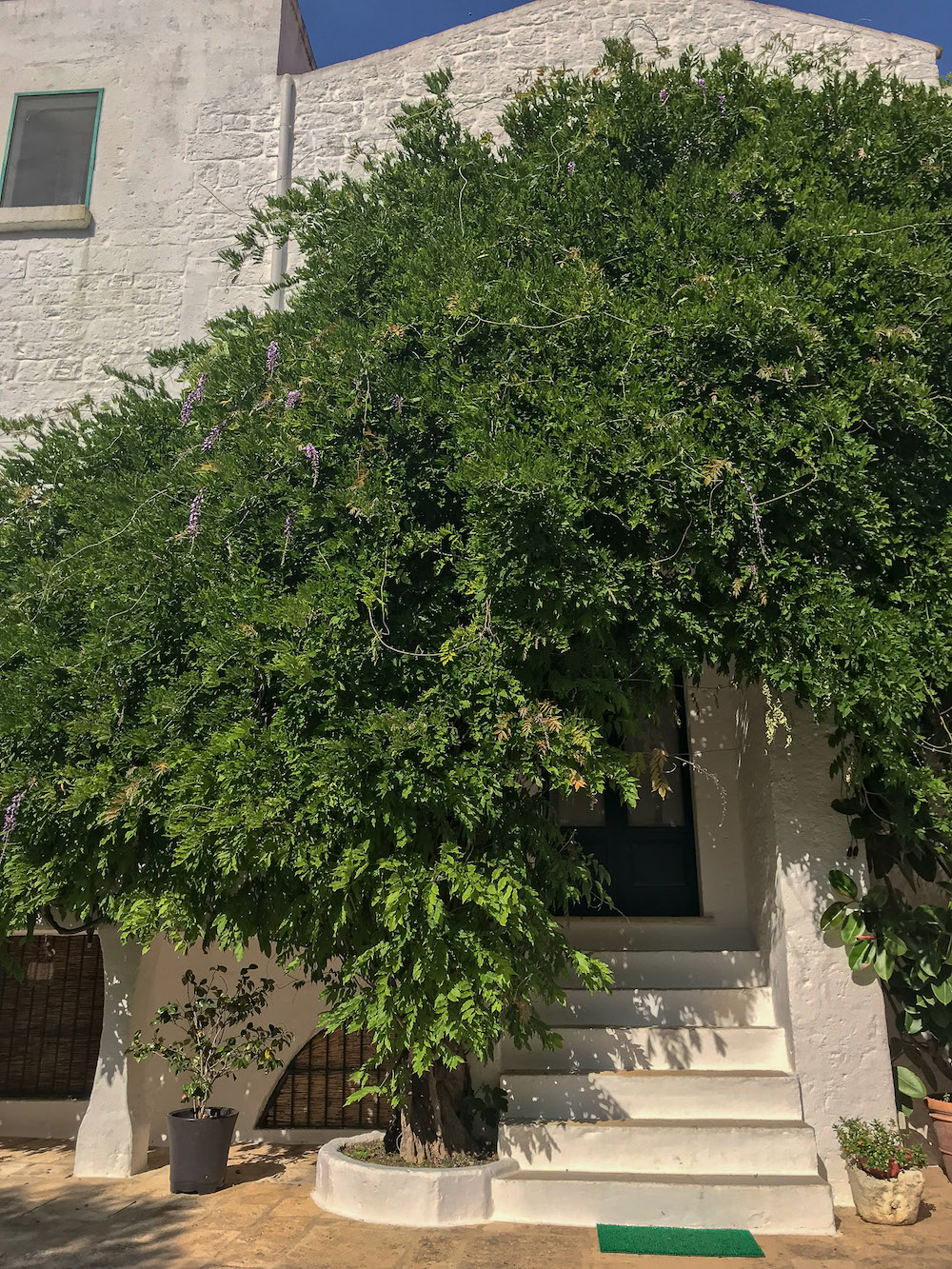 Greenery growing over the doors of Masseria il Frantoio