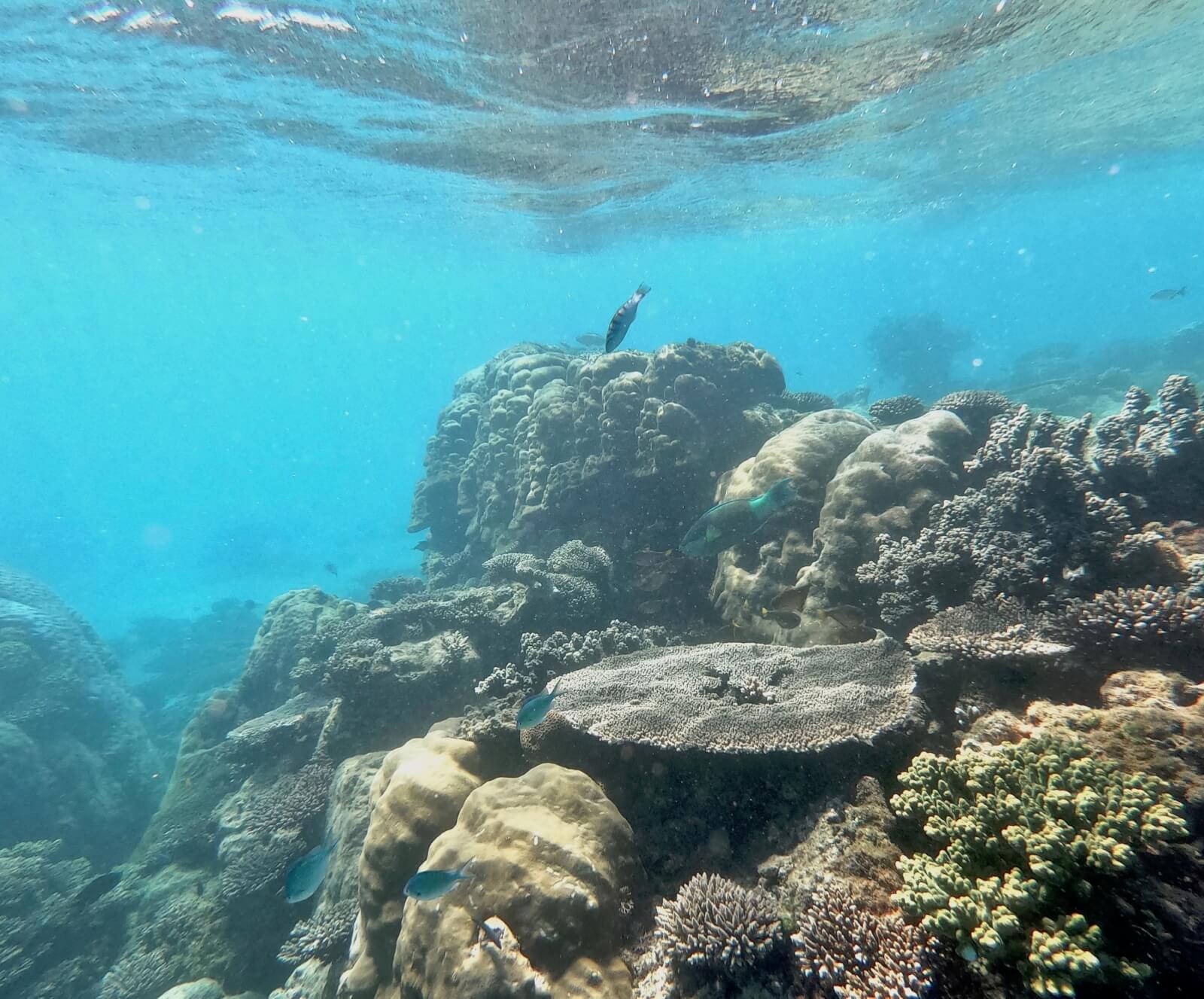 fish and corals in the Ningaloo Reef