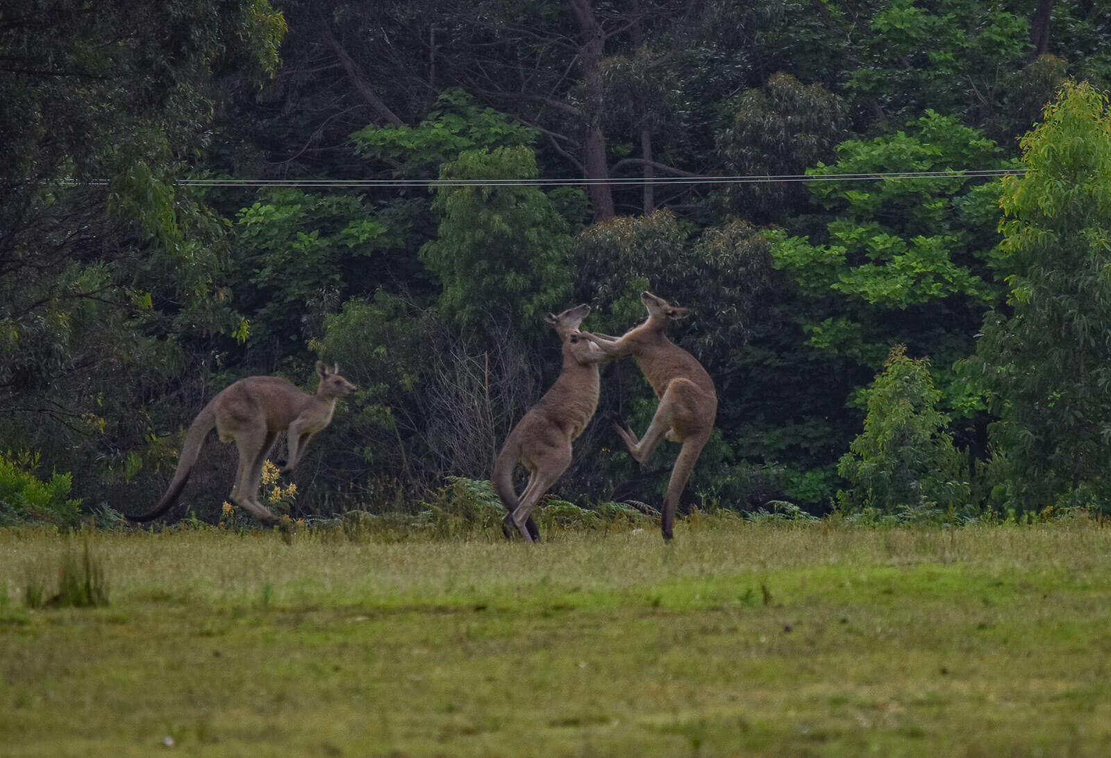 A kangaroo comes to join two kangaroos in a fight