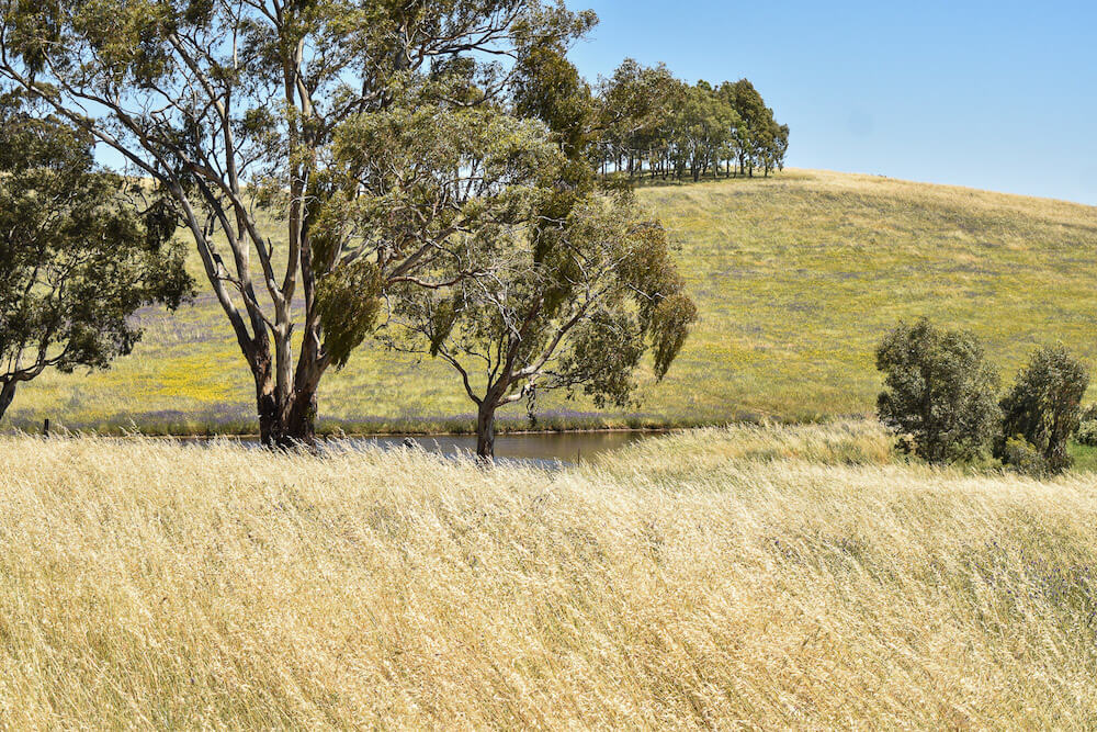 Tall grass in front of a small pond