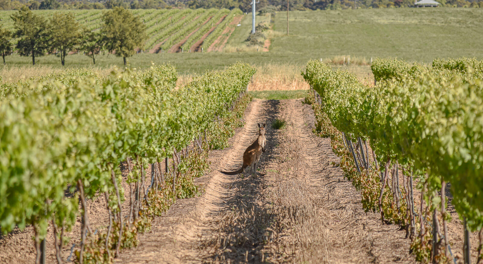 a kangaroo in between two rows of vines