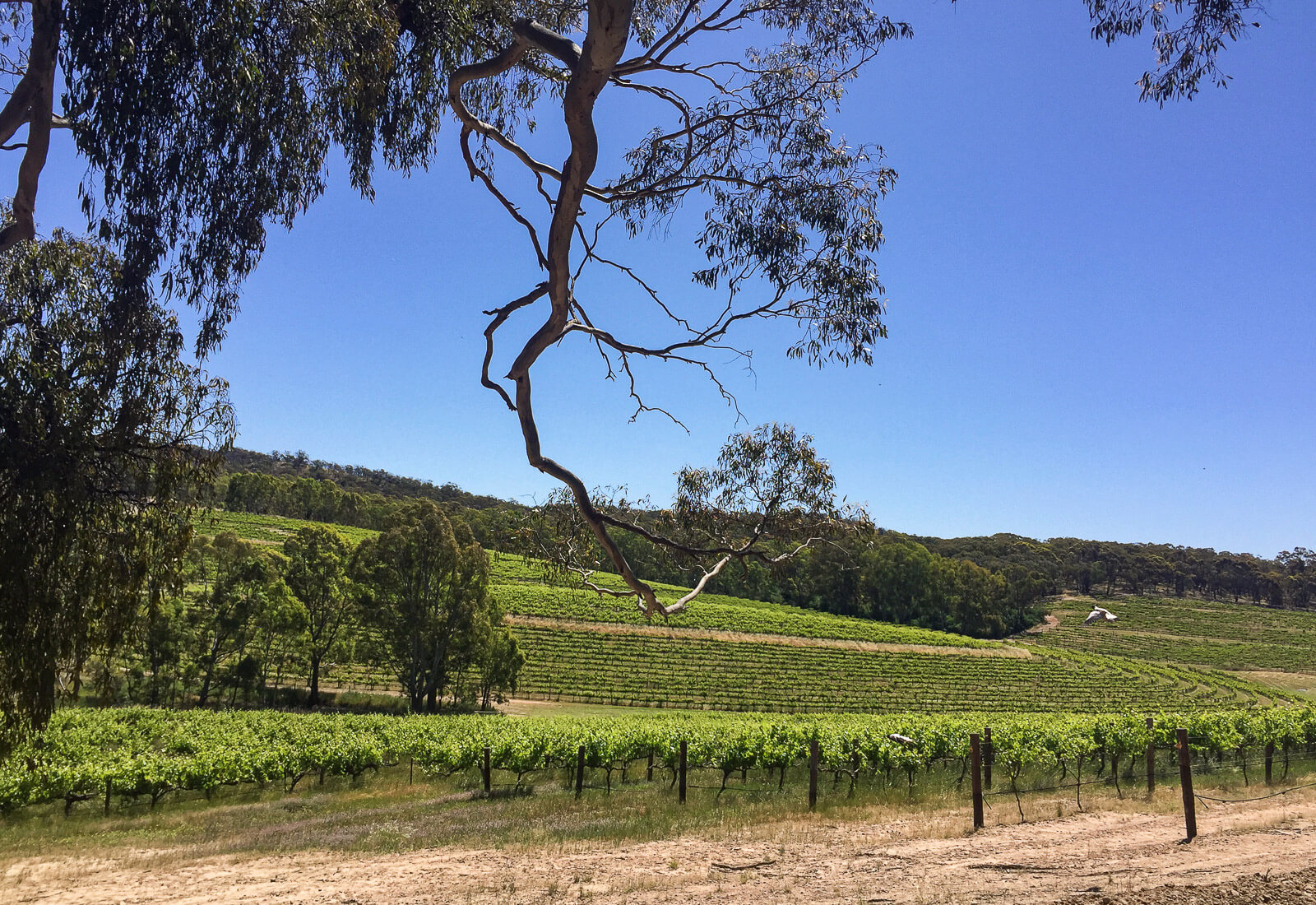 Rows of vines 