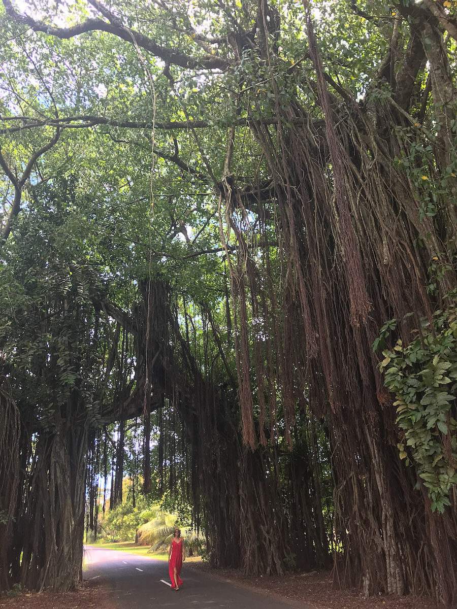 An enormous Banyan Tree creates a natural tunnel over a road 