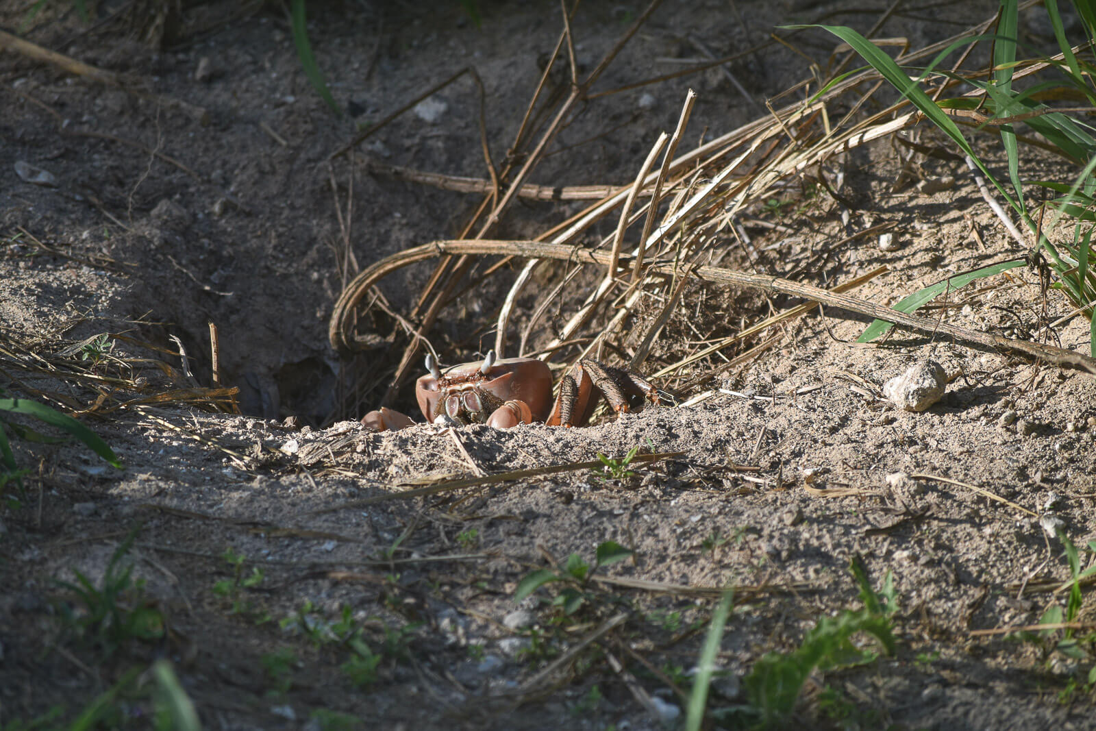 A crab peeping out of a hole