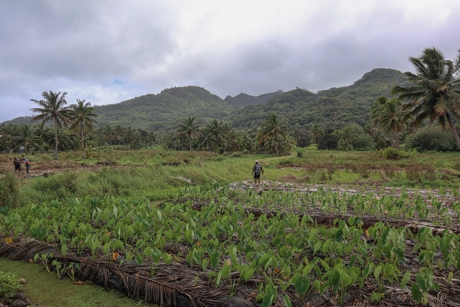 Fields of plants and crops with hills and palms in the background
